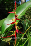 Heliconia schiediana